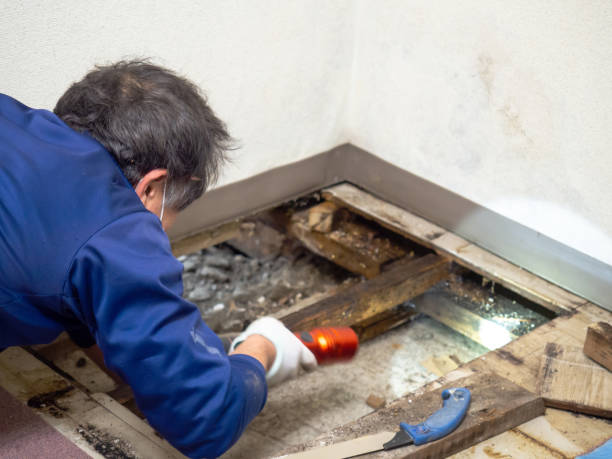 Best Insurance-Related Mold Remediation in Calverton Park, MO