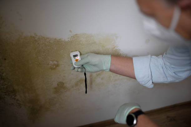 Best Emergency Mold Remediation in Calverton Park, MO