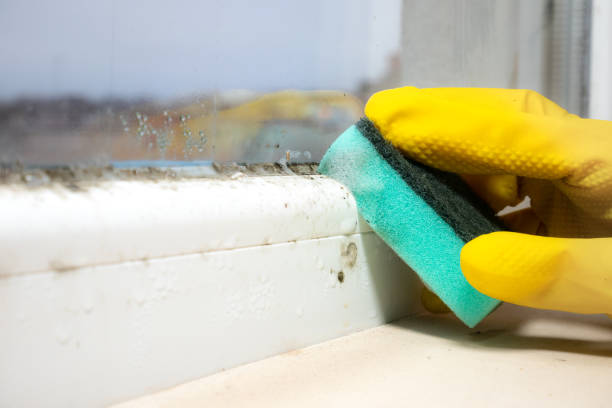 Best Mold Remediation for Specific Building Types in Calverton Park, MO