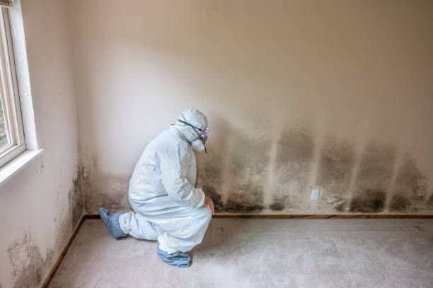 Best Commercial Mold Remediation in Calverton Park, MO