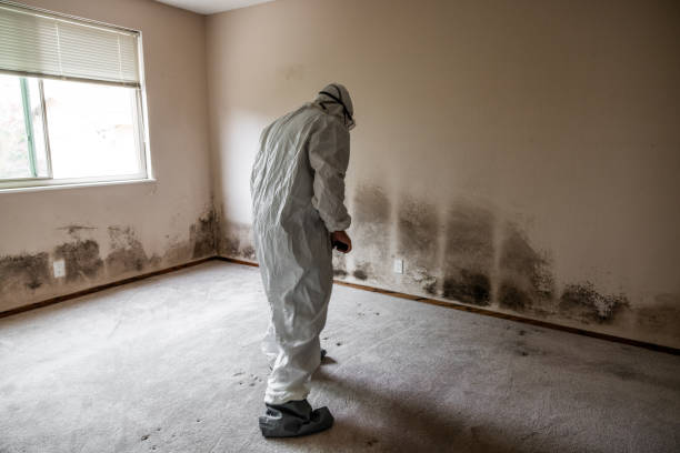 Best Residential Mold Remediation in Calverton Park, MO