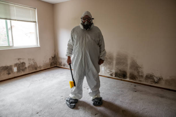 Best Insurance-Related Mold Remediation in Calverton Park, MO