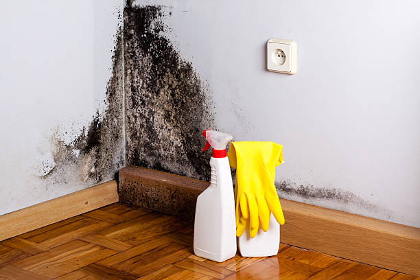Professional Mold Remediation in Calverton Park, MO