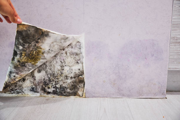 Best Industrial Mold Remediation in Calverton Park, MO